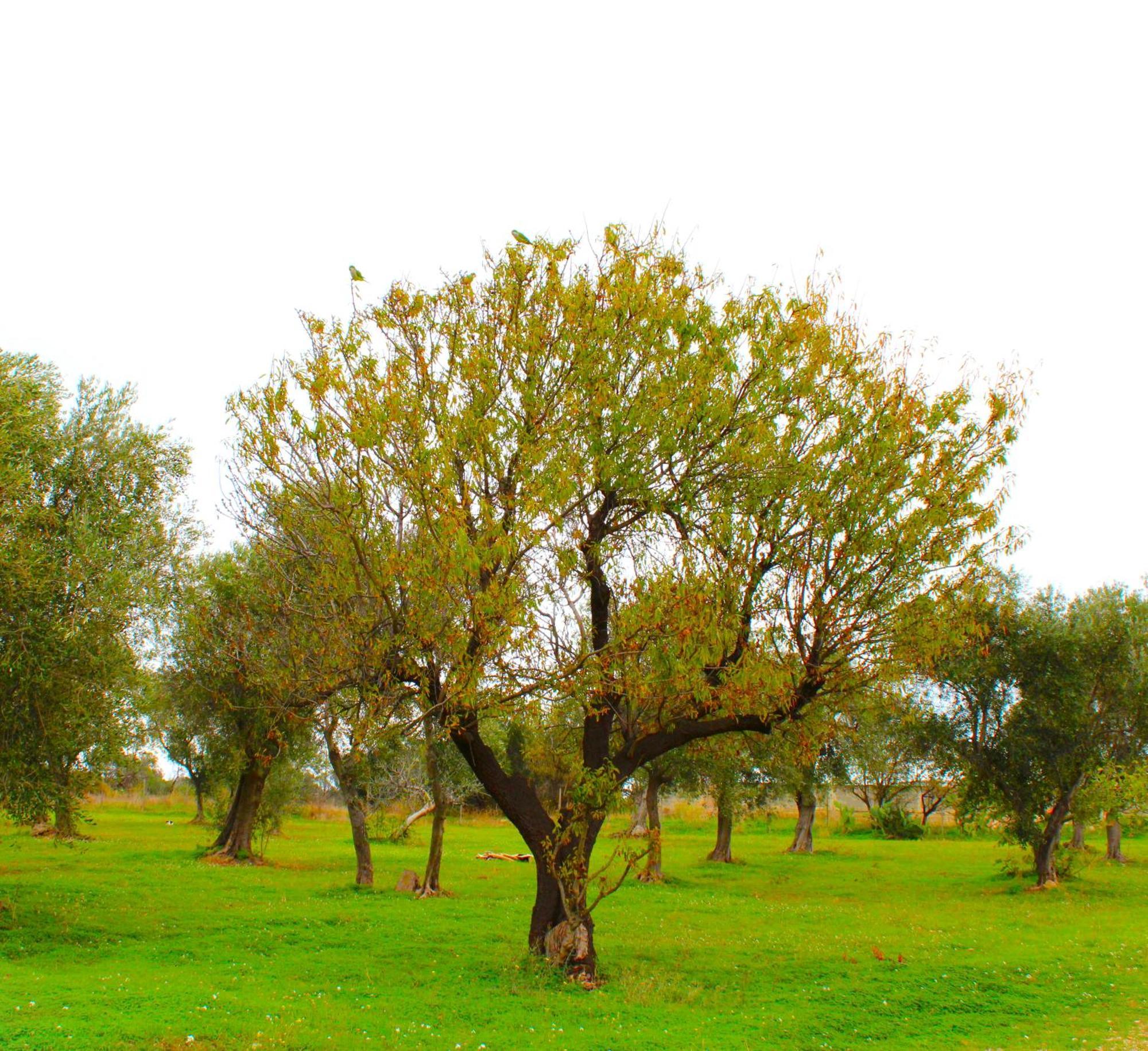Villa Laura บารี ภายนอก รูปภาพ