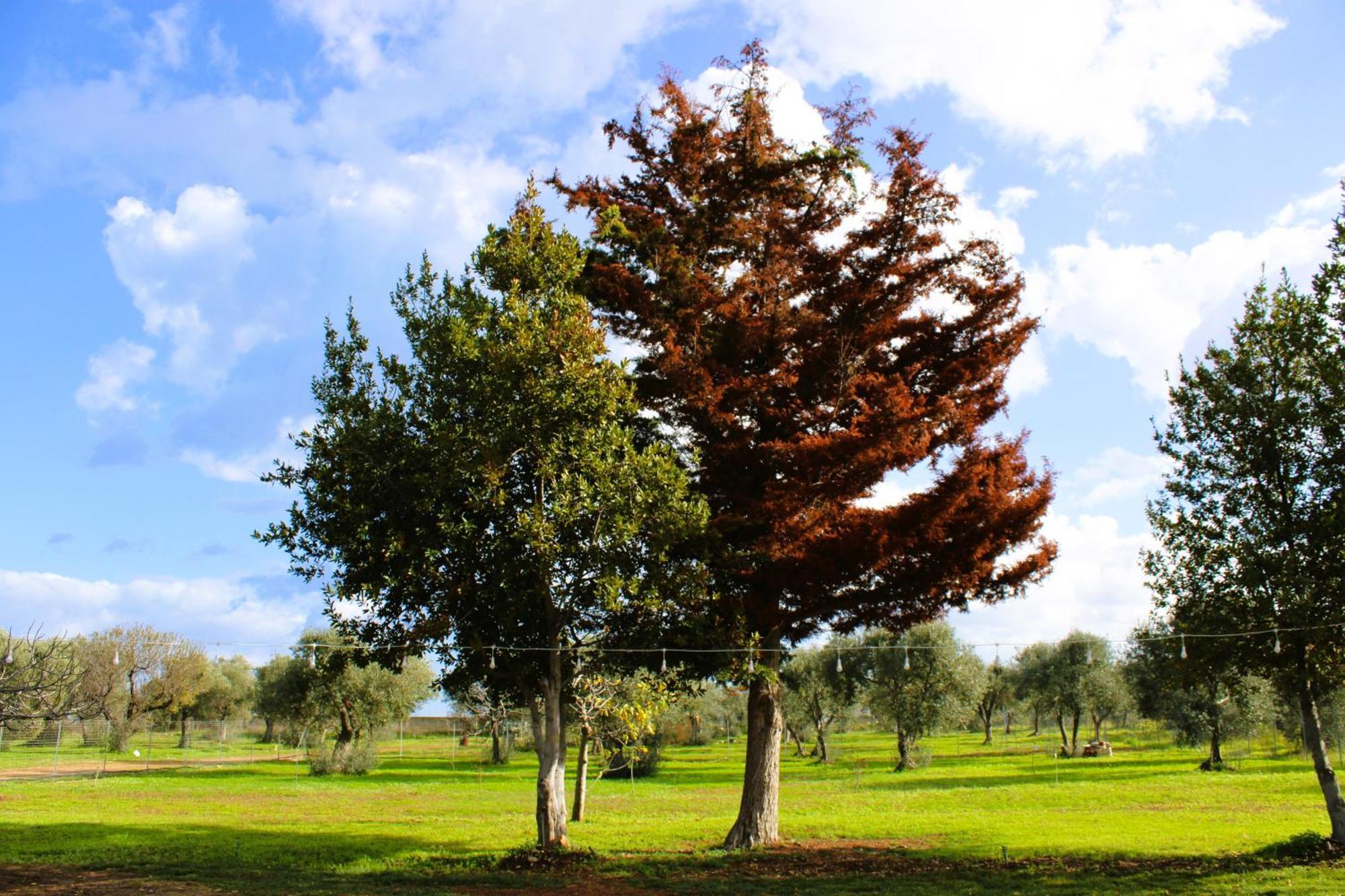 Villa Laura บารี ภายนอก รูปภาพ